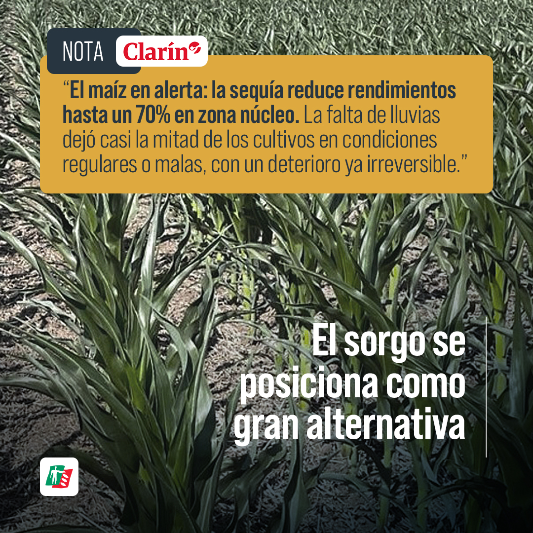 Hace un mes, el maíz se encaminaba a dar una gran cosecha. 🌽

😱🔥 Sin embargo, la falta de lluvias, hizo dar "un vuelco negativo" a la campaña, lo que deja al sorgo posicionado como una alternativa por su gran resistencia al estrés hídrico. 

👉 clarin.com/rural/vuelco-n…