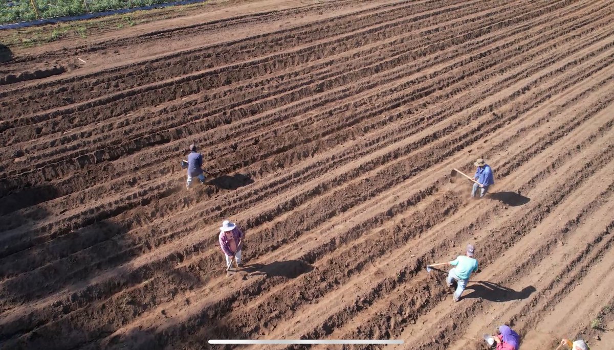 oscardomsv's tweet photo. En solo tres meses verán cuanta papa saldrá de nuestros campos 😎🙌🏻🧑🏽‍🌾👨🏽‍🌾👩🏻‍🌾

Sonsonate, Las Pilas, Santa Ana, Arambala y más… https://t.co/c0R501TJQe