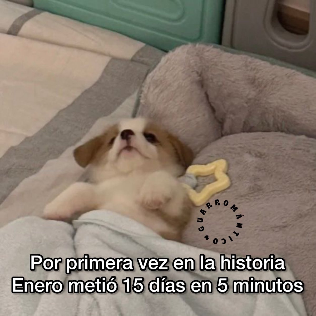 Alexa Gómez tweet media