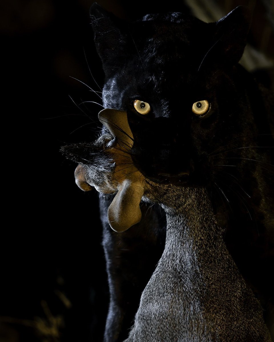 🌴 Vagrant 🌴 (@vagranttravels) on Twitter photo 