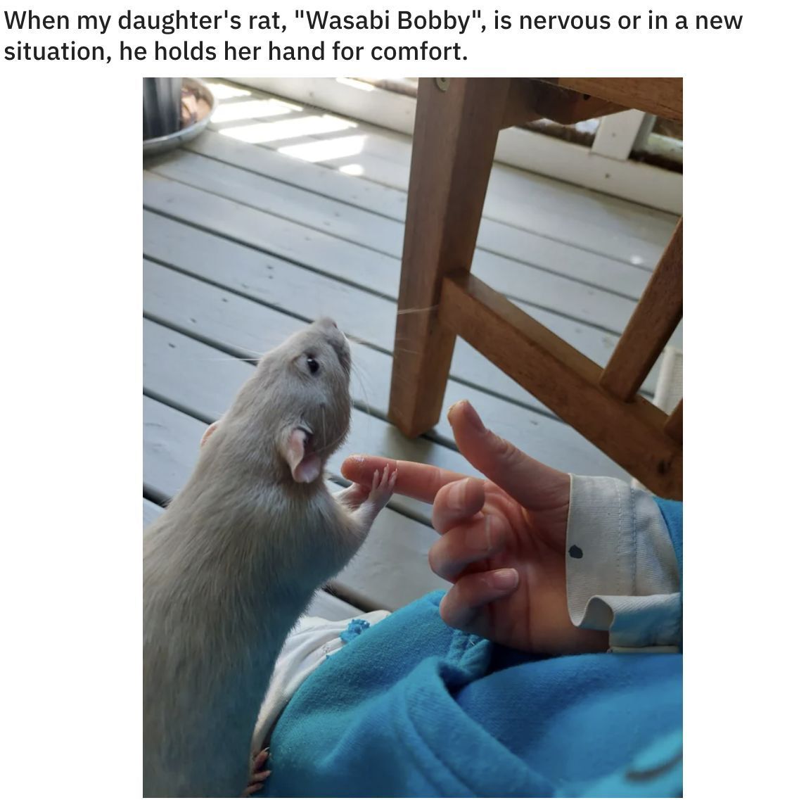 WholesomeMemes tweet media