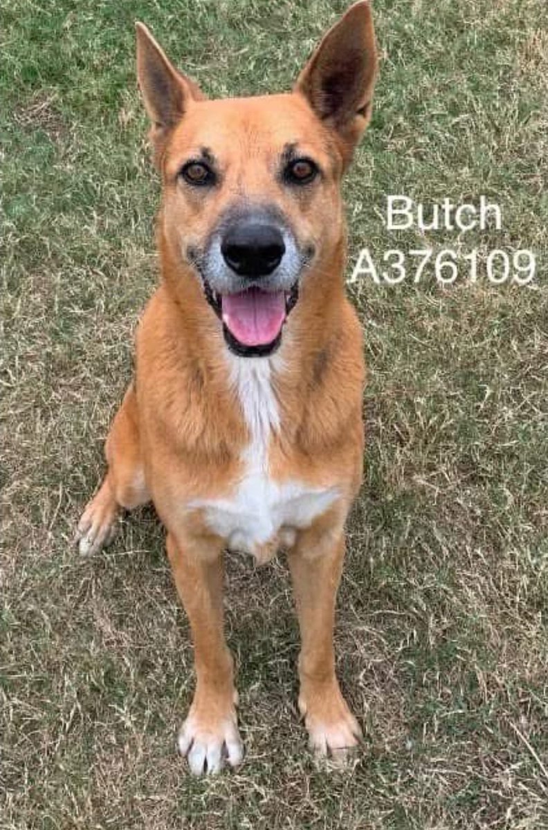 beeleevitonly's tweet photo. 🆘️help beautiful #SeniorAlert ##GreyMuzzle
BUTCH #A376109 is #Euthlist 1/21 noon
#CorpusChristiKills #TX please #PledgeForRescue on post or contact shelter to #Adoptashelterpet or ##Foster
7 yo #ShepherdMix playful and kind! https://t.co/xMj9BNBdD7