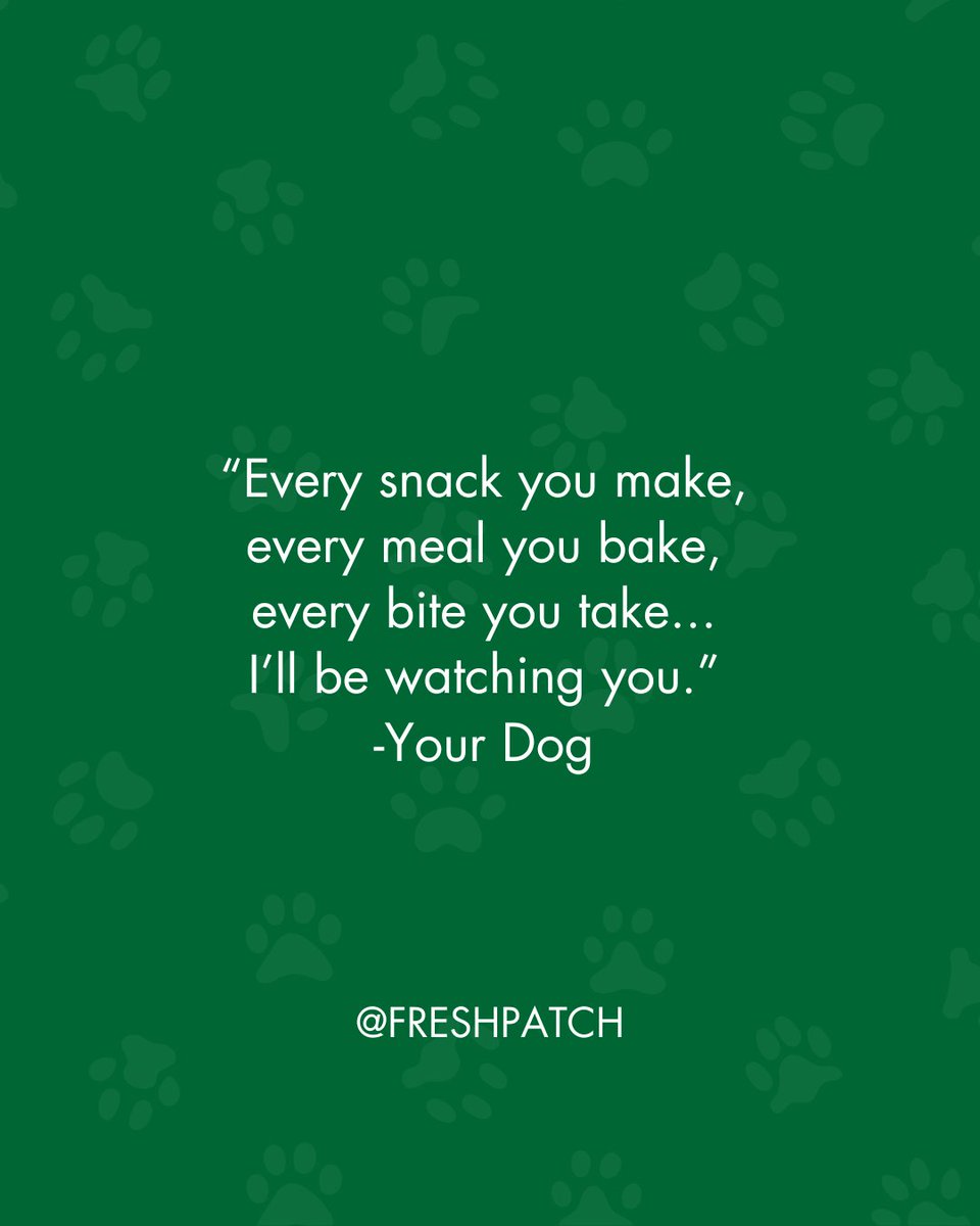 FreshPatch's tweet image. You're going to share that, right? 👀🐶

#FreshPatch #FunnyDog #DogParentProblems