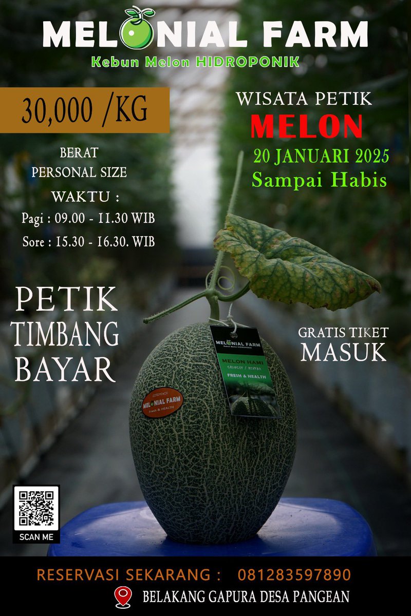 Wisata petik melon pertama diLamongan