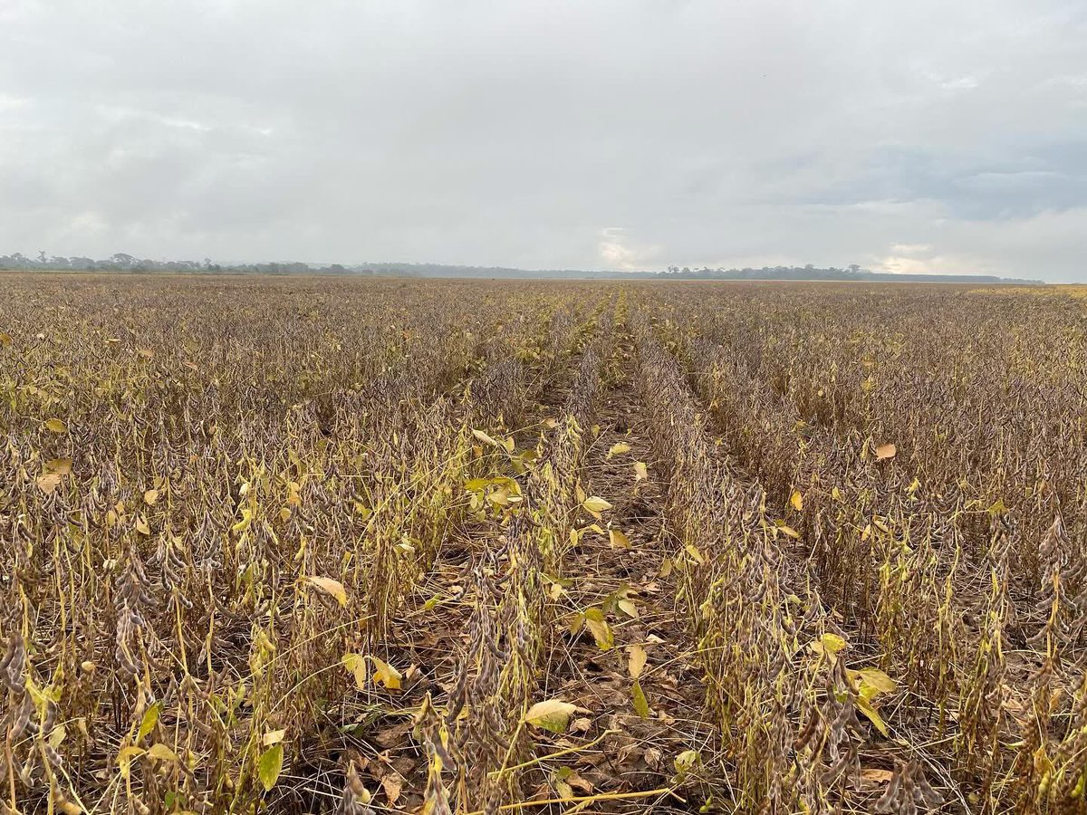 AgroMessias's tweet photo. Divisa: Rondônia/Mato Grosso https://t.co/TUE4D9fBe5