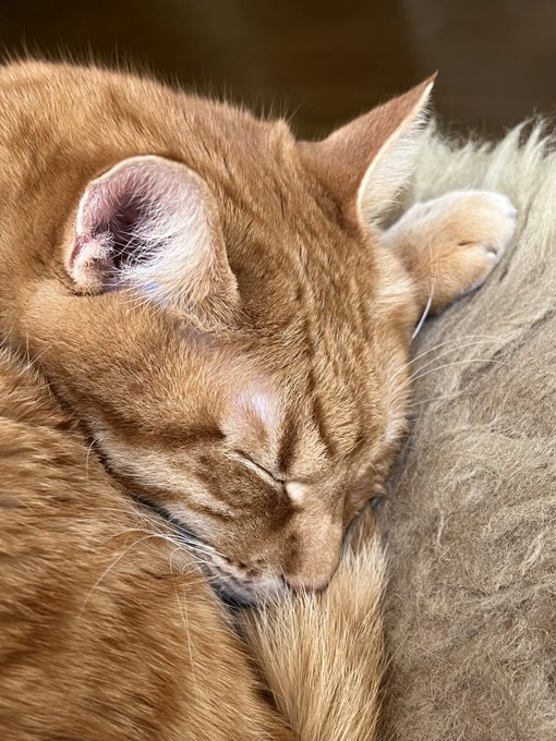 ねーむねむにゃんこ🐈️