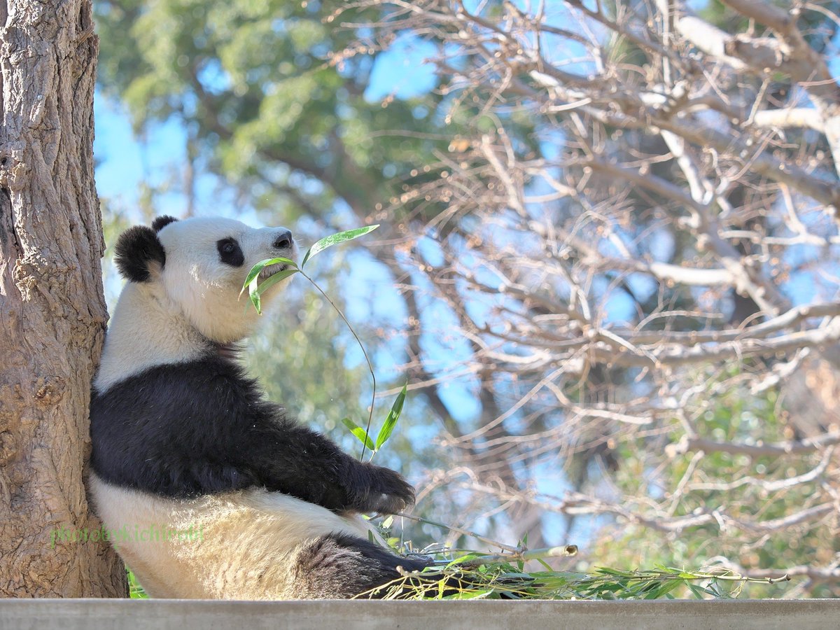 おはようございます
震災から30年
5時46分に目が覚め黙祷しました
今日は祈りの1日です

タンタン
震災で傷付いた人と
街を癒す為
コウコウと共に中国から
神戸に来てくれてありがとう

節目の30年に
貴女が居ないのは残念ですが
今も貴女の笑顔は皆の心で生きています
#ありがとうタンタン　#タンタン