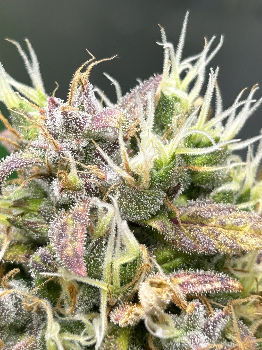 HomegrowMN tweet picture