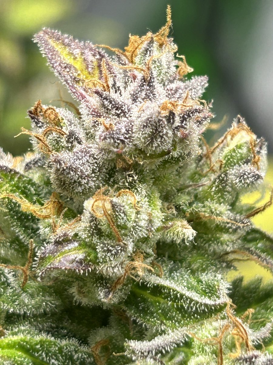 HomegrowMN tweet picture