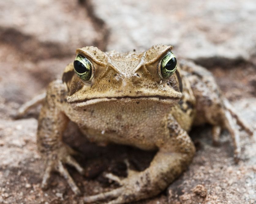 veg_plotter's tweet image. Need extra slug deterrents this year? Plan a pond in your veggie garden with VegPlotter! Frogs and toads are natural slug hunters, and a pond invites them in. Plus, it boosts biodiversity and adds charm to your garden. 🐸🌱 #GardeningTips #SlugControl #VegPlotter #GardenPlanner