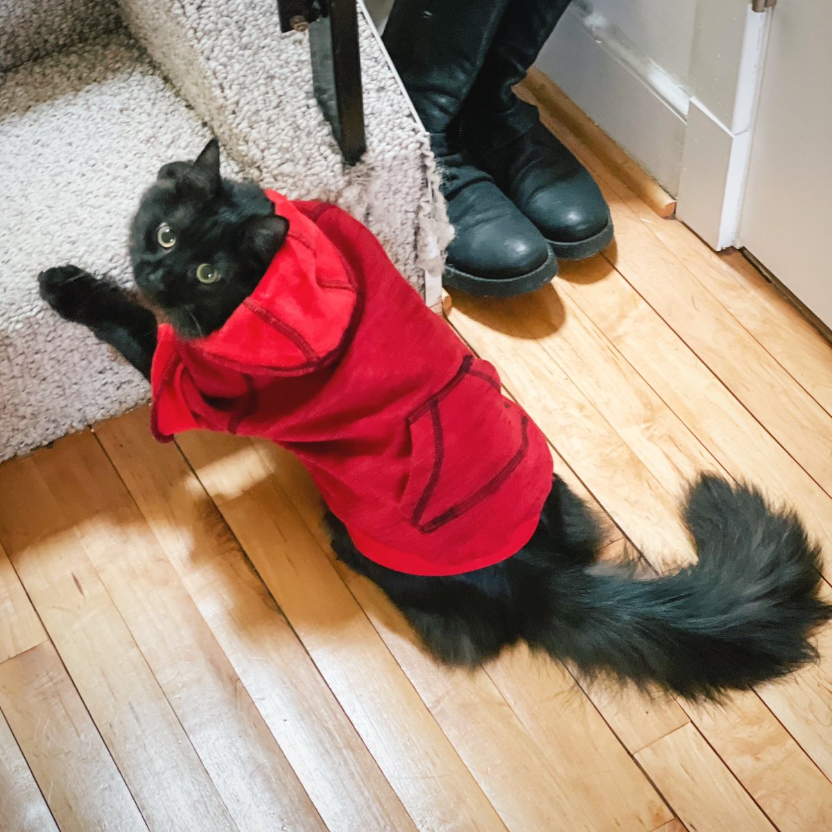 #Throwback to the worst outfit ever 🙄😹🐾

#thursdayvibes #Purrsday #ThrowbackThursday #tbt #Cats #CatsOfTwitter #AdoptDontShop #CatsOnTwitter