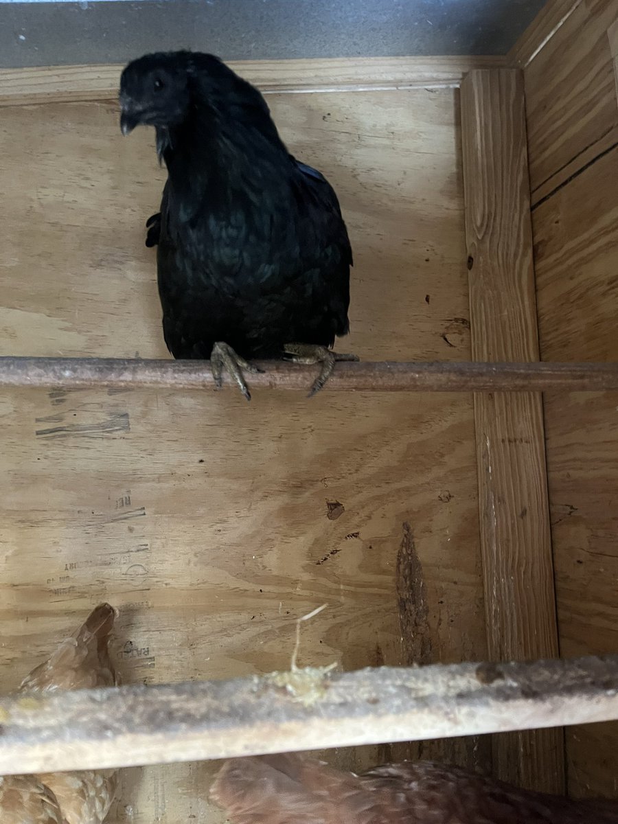 WhoDatGirlAri's tweet image. Can baby Cheesecake get some likes? ❤️☺️