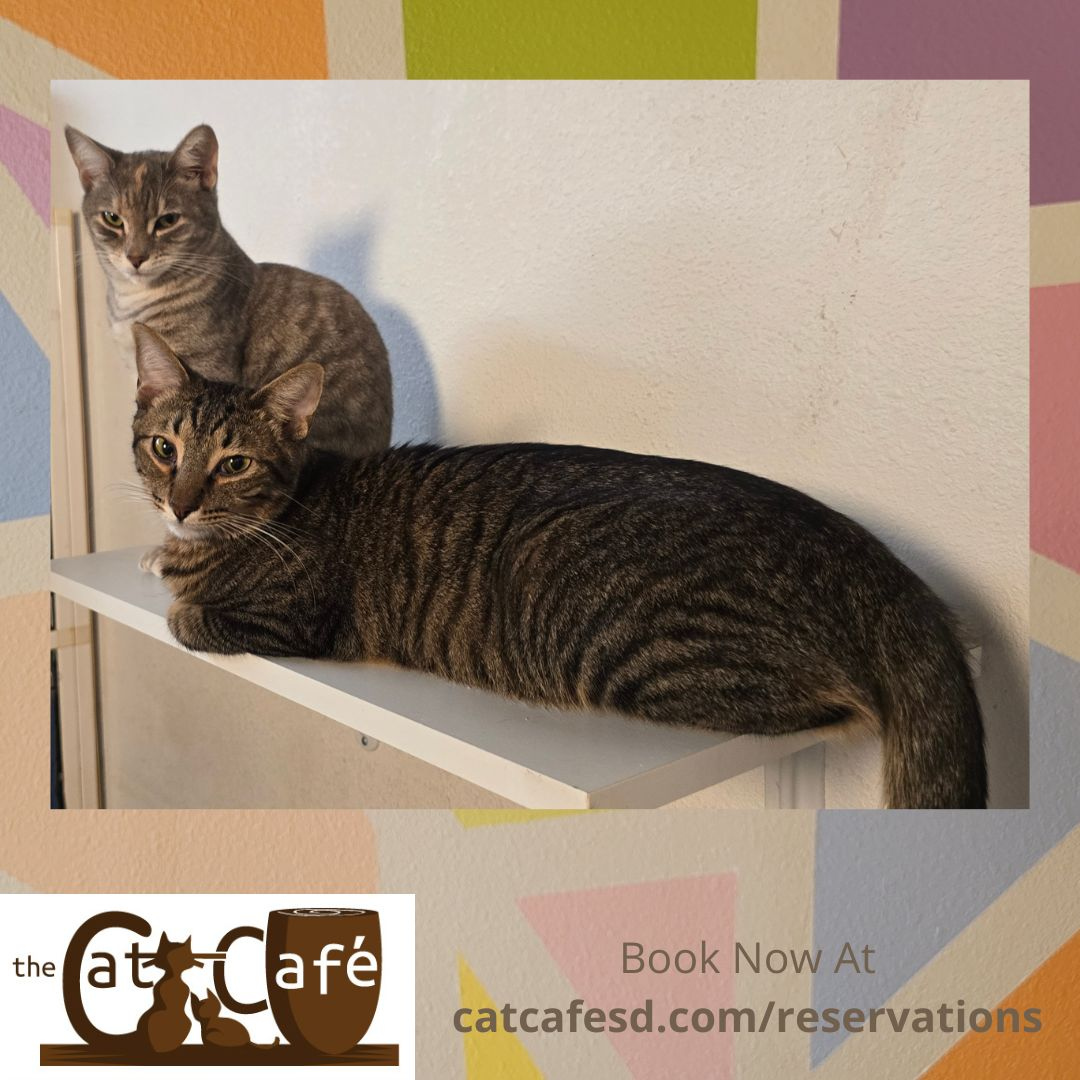CatCafeSanDiego's tweet photo. Victoria and Ruben acting exactly like human siblings who don't want their picture taken. #catcafesd #catcafe #catsofsandiego #adoptdontshop #graytabby #browntabby #gaslampsd #padrespets #rescuehouse https://t.co/y0aD4FYRgQ