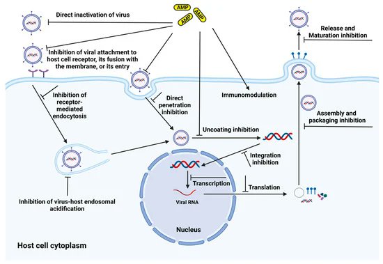 Excellent new Review✨️
Harnessing Non-Antibiotic Strategies to Counter Multidrug-Resistant Clinical Pathogens with Special Reference to Antimicrobial Peptides and Their Coatings
Figure 1. Timeline of introduction of antibiotics &amp; resistance development🌟
mdpi.com/2079-6382/14/1…