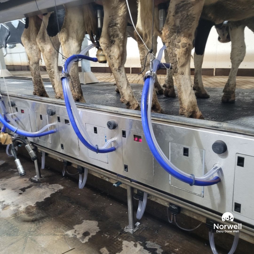 Check it out!!!
The first couple cows entering and milking in the first side of Almet Holsteins @delaval P500!  The cows will settle in over the next couple days and next week the other side will get switched out. 
Check back to see the crew at work next week and the final