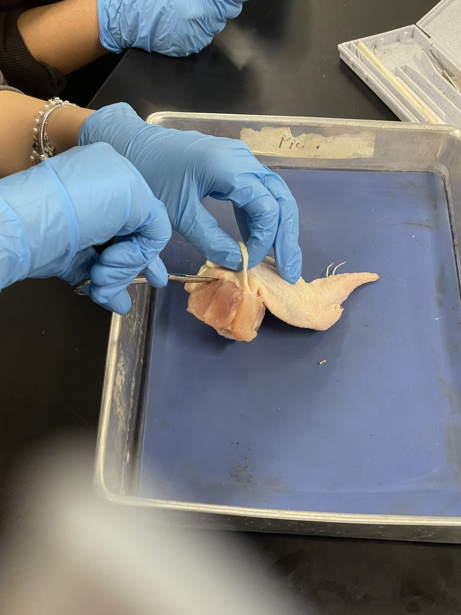 First day of dissections! 🐔 Anatomy Ss practiced using dissection tools and observing the wonders of the human body by exploring the homologous structures of a chicken wing. 🔍 They're identifying muscles, tendons, ligaments, cartilage, blood vessels and bones 🦴 #anatomystudy