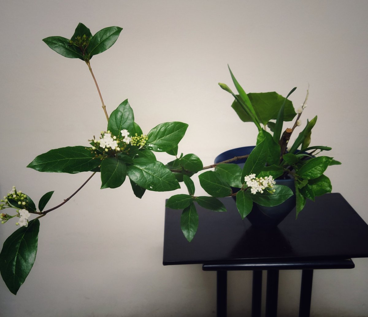 Mi ikebana de hoy. Estilo libre jiyuka.今日の私の生け花です。自由花 です。 <a href="/ikenobo550/">いけばな池坊【公式】</a> <a href="/shiranmaki/">紫蘭まき</a>