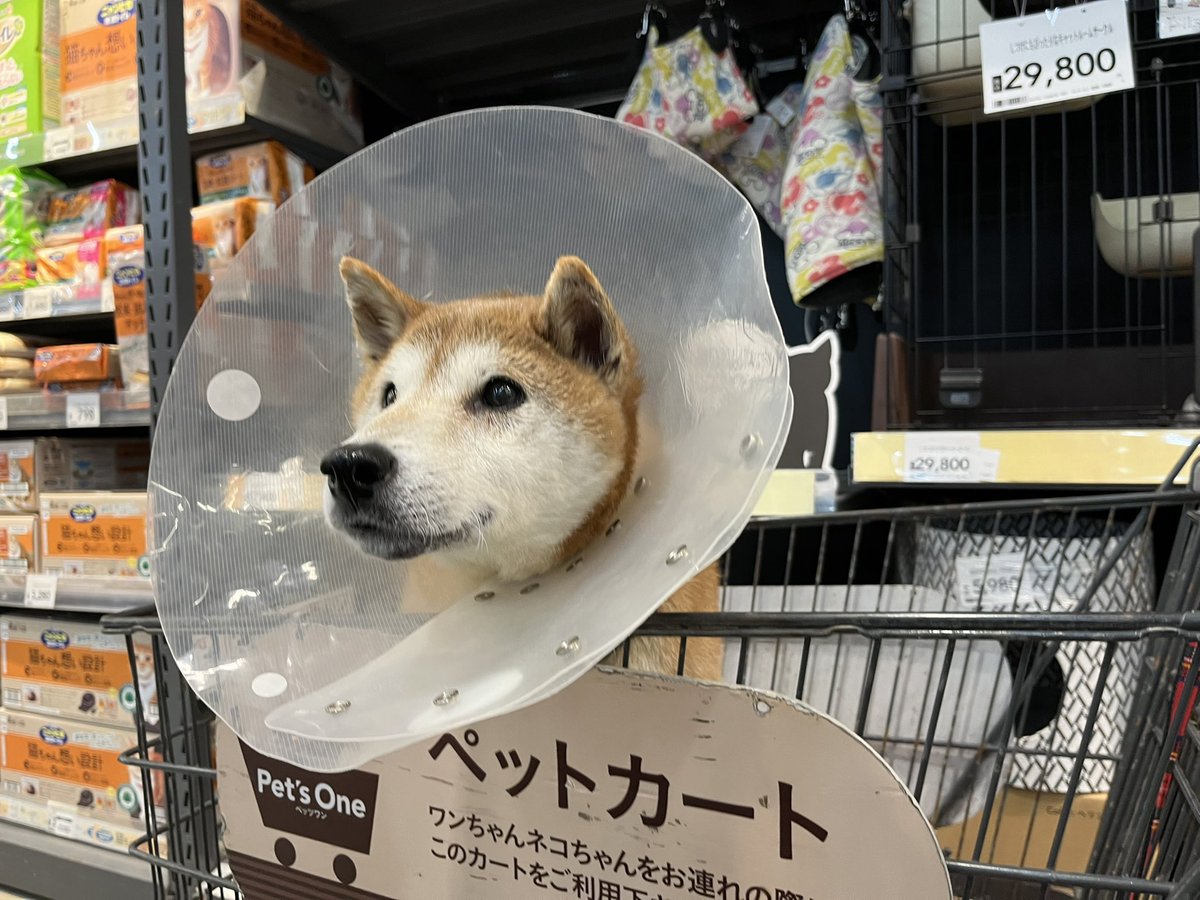 やっぱりホームセンターはカインズが1番☝️だね🐕
#shibainu   #柴犬　#カインズ