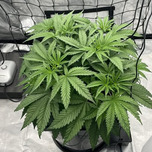 medicgrow's tweet photo. Look at these thriving seedlings! 🌱 Chris Hartman’s plants are growing strong under the Spectrum X! 🌟💡
#CannabisGrowth #MedicGrow #SpectrumX #IndoorGardening https://t.co/heObHv8L2Y