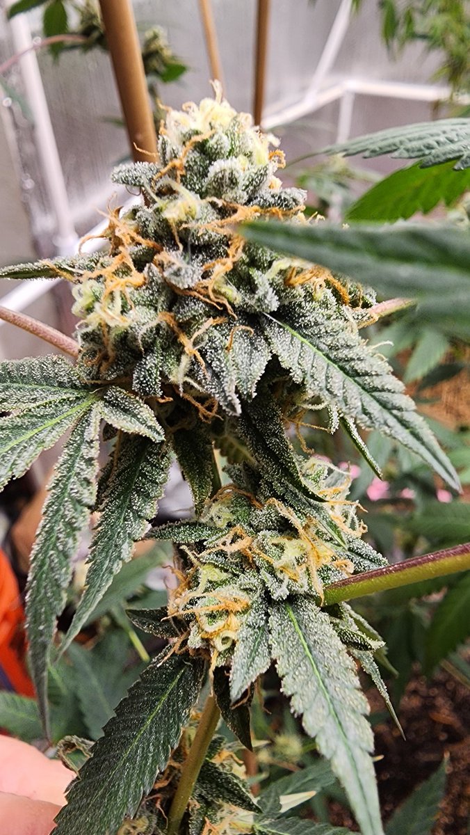 Peanut Butter Breath no 2