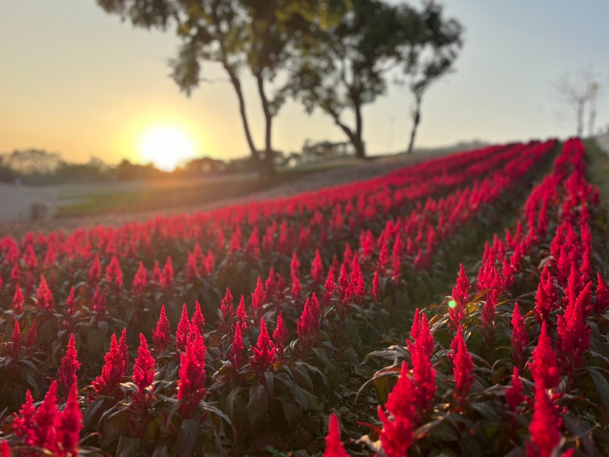 NOTICIASTaiwan's tweet photo. Con el inicio del 2025, el Parque Shan-Tseng-Chi en el sector de #Beitou, en Taipéi, abre su exhibición floral el 17/1. Este evento, que se extenderá hasta el 31/3, presenta un mar de flores que incluyen lavandas, claveles, celosías y dalias, celebrando el Año de la Serpiente.🌼 https://t.co/UmbbSCnWAK