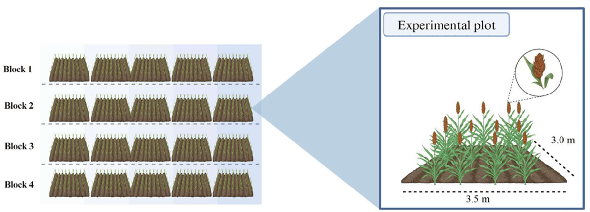 🌾 New in #Grasses! 🌱

"Nutritional &amp; Structural Components of Forage Sorghum with Nitrogen Fertilization &amp; Molybdenum"

By Glícia Rafaela Freitas da Fonsêca, Jamiles Carvalho Gonçalves de Souza Henrique, et al.

📖 lnkd.in/d5V4f9Zv

 #MDPI #Forage #Sorghum #Nutrition