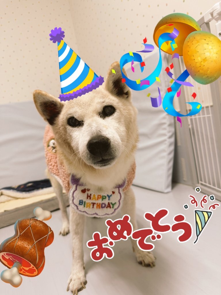 老犬介護ホームろうたす tweet media