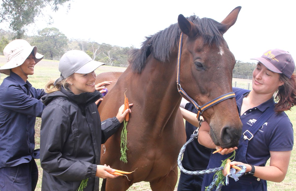 LivingLegendsAU's tweet photo. 🐴✨ Behemoth (aka Bear) and Silent Witness (aka Sil) enjoyed some pampering and carrot treats with #LearningWithLegends students Alex, Jade, Yusi, and Maegan before heading to Flemington as special guests for the @FlemingtonVRC Summer Fun Raceday tomorrow! https://t.co/VZOziKknRE