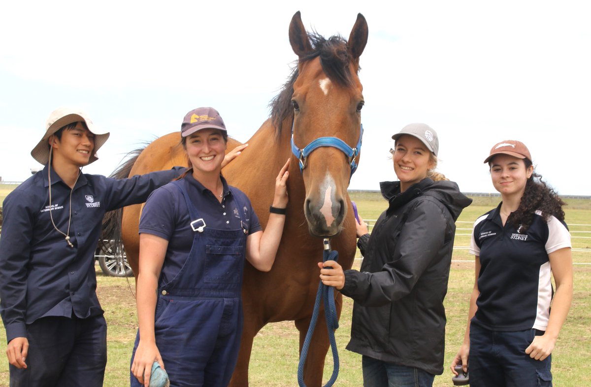 LivingLegendsAU's tweet photo. 🐴✨ Behemoth (aka Bear) and Silent Witness (aka Sil) enjoyed some pampering and carrot treats with #LearningWithLegends students Alex, Jade, Yusi, and Maegan before heading to Flemington as special guests for the @FlemingtonVRC Summer Fun Raceday tomorrow! https://t.co/VZOziKknRE