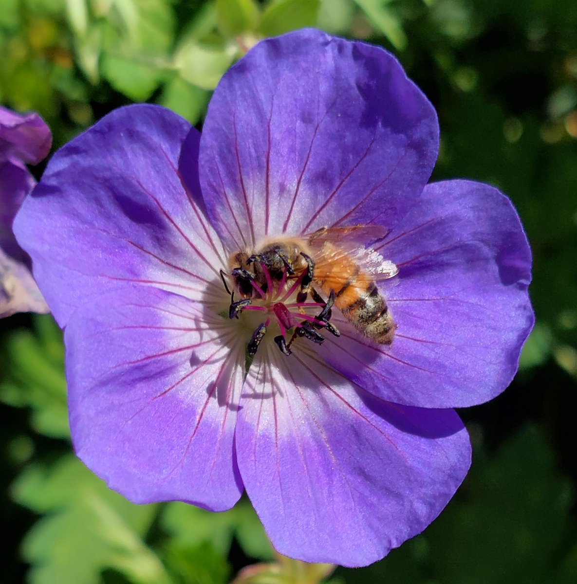 GabyLynch9's tweet photo. I'm not the only one loving the geraniums at the minute #Rozanne #FlowersOnFriday😊🐝💙🌿 https://t.co/SWfksladAf