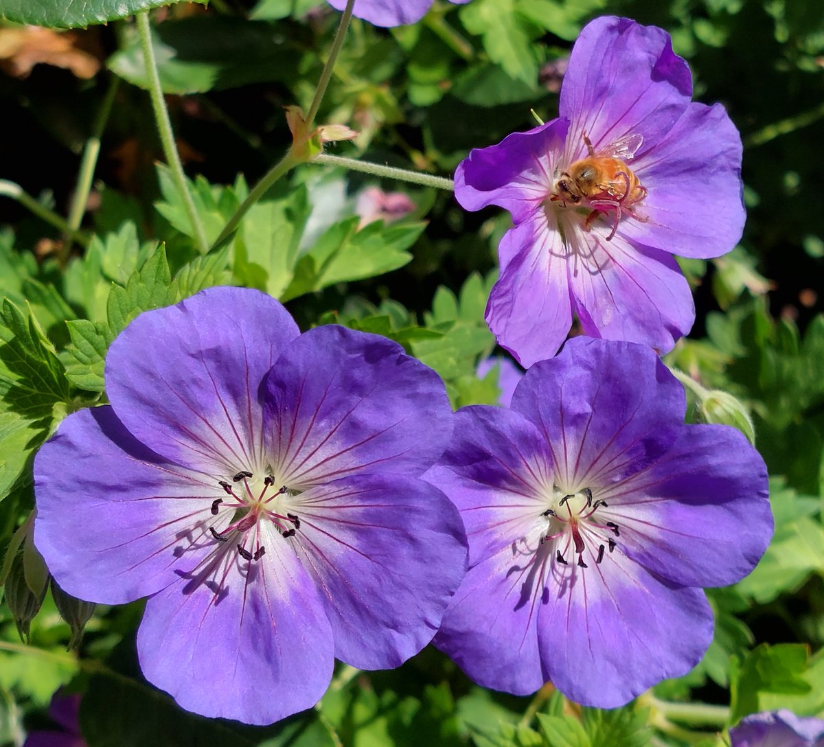 GabyLynch9's tweet photo. I'm not the only one loving the geraniums at the minute #Rozanne #FlowersOnFriday😊🐝💙🌿 https://t.co/SWfksladAf