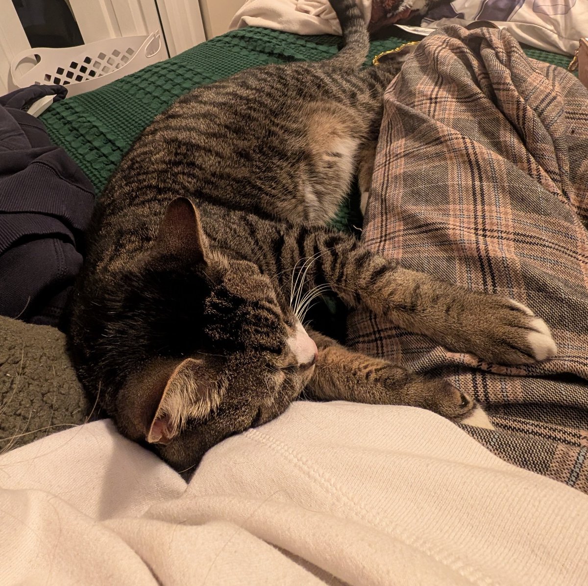 ZopiloteMachine's tweet image. The sound and vibrations of my own voice make the right hole in my jaw ache to my ear....... am taking enough Tylenol and Motrin to   oneshot my liver/intestines with a single pbr AND I have to see a hematologist . #Stillvaping doe  😂