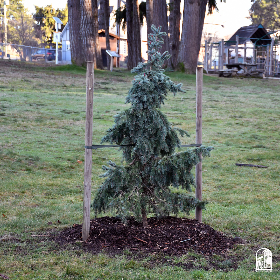 🎄 Planted by Town Staff with love to be cherished for years to come! 🎄

Our Christmas tree from the Public Works office has found its forever home at Kinsmen Park on Colonia Drive. 💚