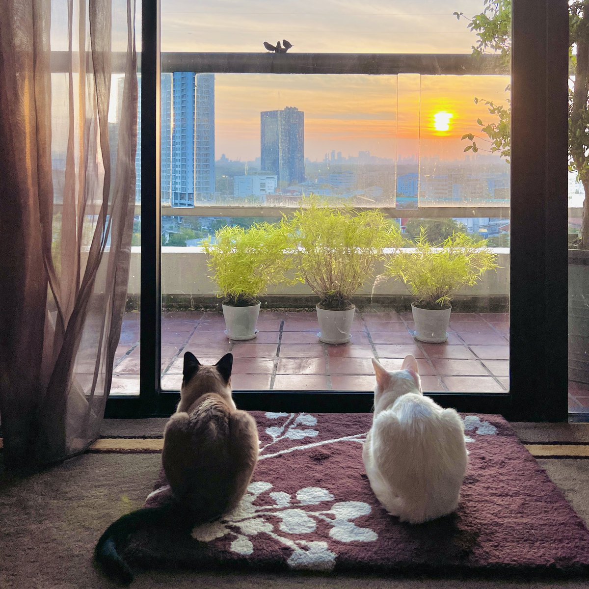 madammiyu's tweet photo. バンコク、今日の日の出直後🌅6:50撮影📱
猫は鳥待ち状態

5分後に小鳥さん来たよ🕊️
猫は大満足
私も嬉しい😌
そんな朝

今日皆さんに良い事が起こりますよう🍀

#khaomanee #Wichienmaat #siamese #catslave #ทาสแมว #貓奴  #カオマニー #シャム猫 #วิเชียรมาศ #ขาวมณี #แมว #猫 #cats #cat https://t.co/ak2tgB3PdB