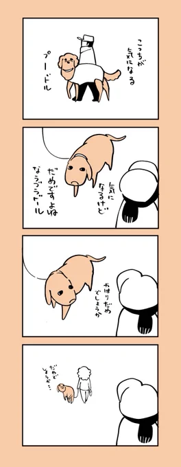 今日すれちがったラブラドール 