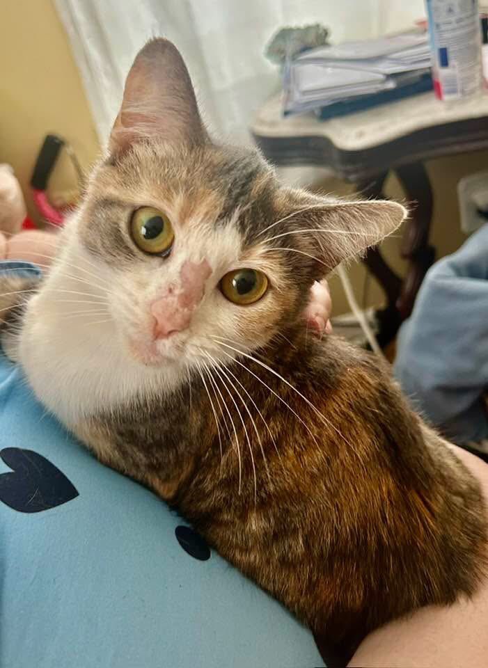 annarose941994's tweet photo. This little lady we brought in a week before Christmas because it started getting cold weโre trying to find a home for her, I called her mystery she loves cuddles I think we have a home set up for her, #fypใท #sweetkitty #prettykitty on her nose is a birthmark https://t.co/XQ7zs2sRaL