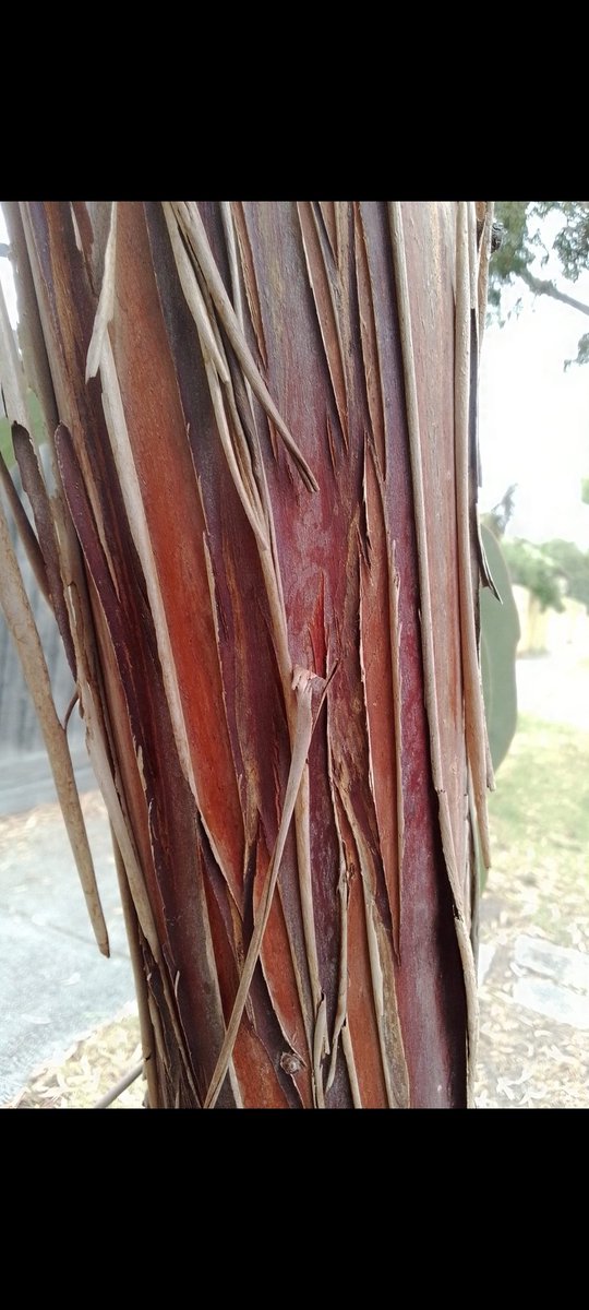 soundings2004's tweet image. #PaperBark