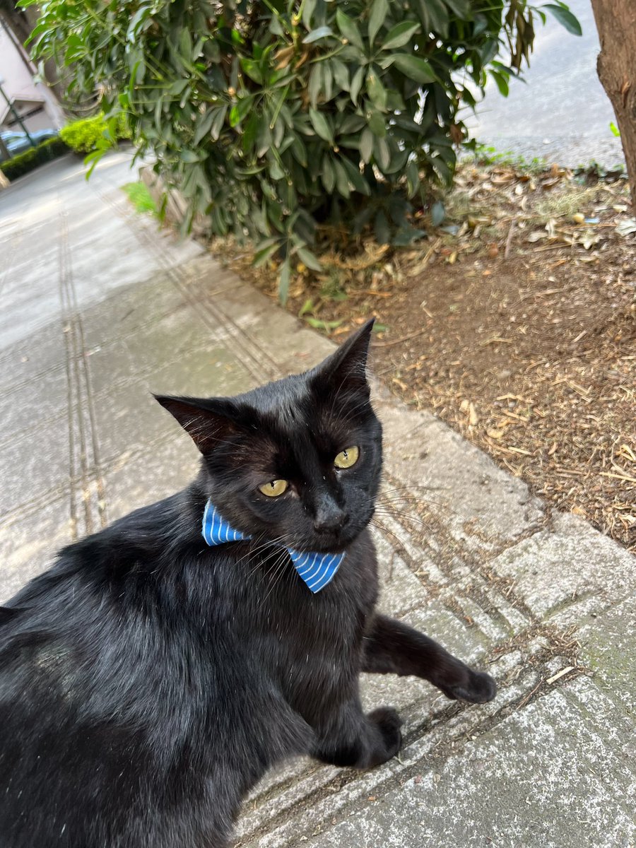 Не перевелись ещё джентельмены😍 Сам подошел уверенно, сам подставил спинку почесать.