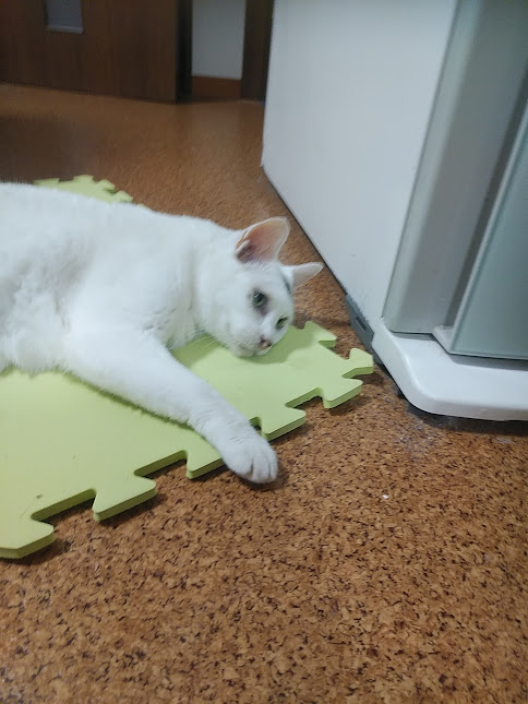 nyancorepon's tweet photo. おはようさんです アニマルストリートから ^^)
#animaru #cat #photo #nature https://t.co/7ZSbRJT4jM