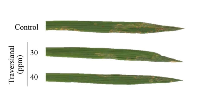JGenPlantPathol's tweet photo. Published online: Antifungal activity of #traversianal, a diterpenoid aldehyde from Cercospora sp. ME202, against the #rice blast fungus, #Pyricularia oryzae🌾🧪🦠
https://t.co/DNG4XabDLN
Get free fulltext with ID 1217🆓🔓
https://t.co/J8rEr9uvPL
#PlantPathology #FungalDisease https://t.co/ffF9x63rfQ