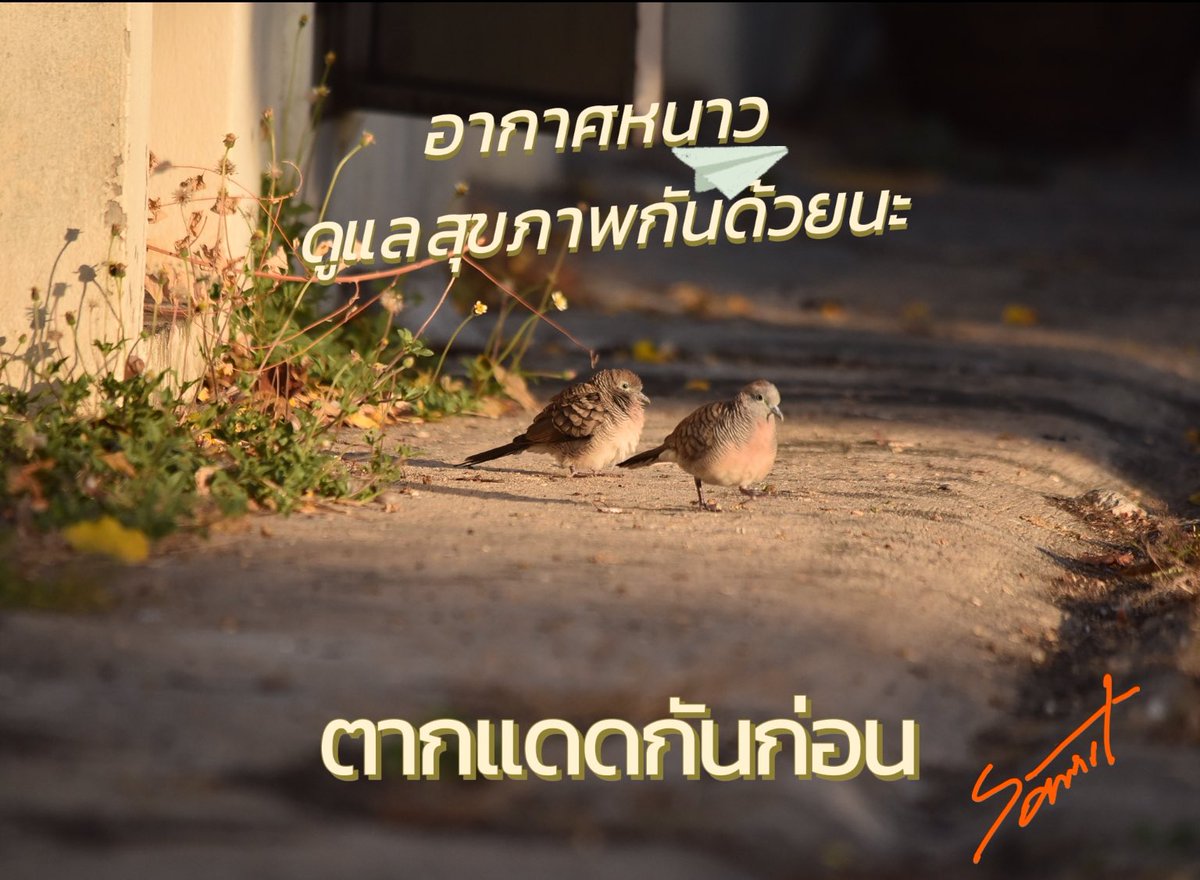 samritatv's tweet photo. อยุธยาหนาว https://t.co/qtoBn9cGCe