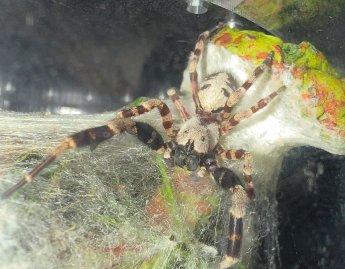 Alexis Wright tweet media