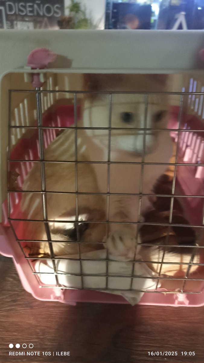 ilebe 🏃♀️🐈🐾🐕 tweet media