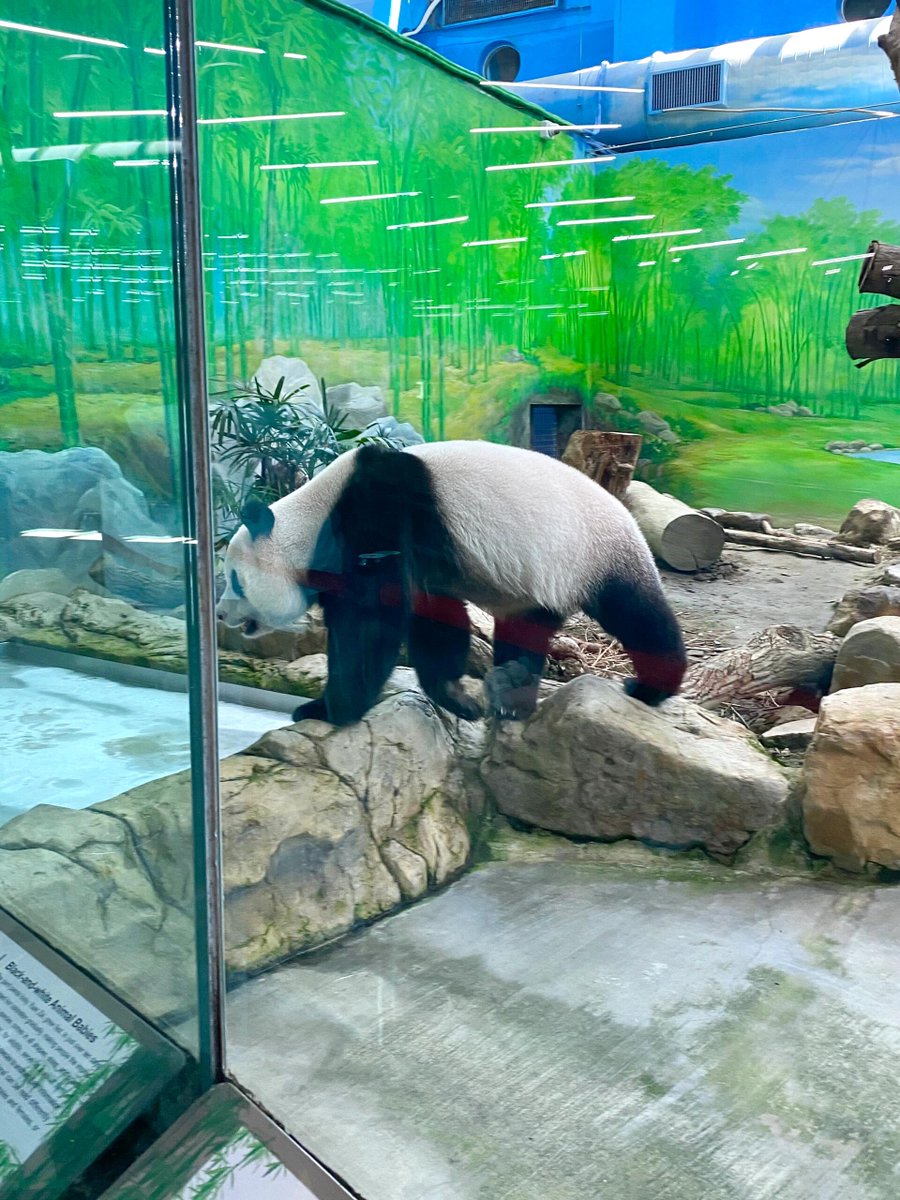 An unforgettable adventure into the daily lives of various animals.