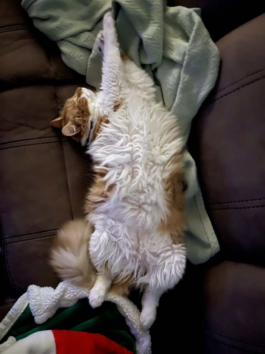 Some more Tummy time with AIB Buzz! And napping time with Fluffster!!! 
  <a href="/DinahLewisTayl1/">Dyna-isms</a> #CatsOfTwitter #Caturday #meow #purr #ittybittybuzz #adoptdontshop #lapcat #whiskerswednesday #kittens #catnap #buzz #KittenLove