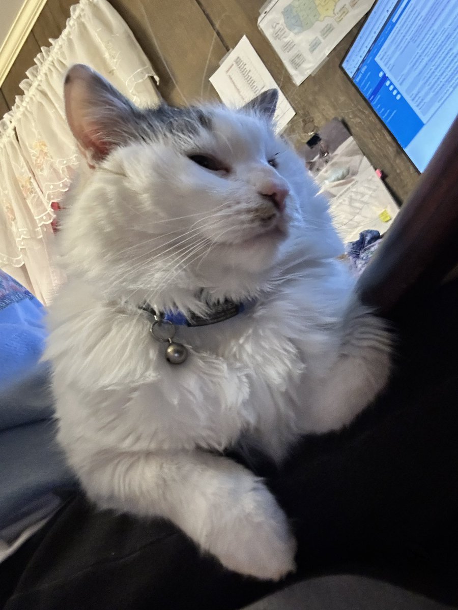 CrittersofH's tweet photo. Some more Tummy time with AIB Buzz! And napping time with Fluffster!!! 
  @DinahLewisTayl1 #CatsOfTwitter #Caturday #meow #purr #ittybittybuzz #adoptdontshop #lapcat #whiskerswednesday #kittens #catnap #buzz #KittenLove https://t.co/cst20al3Ax