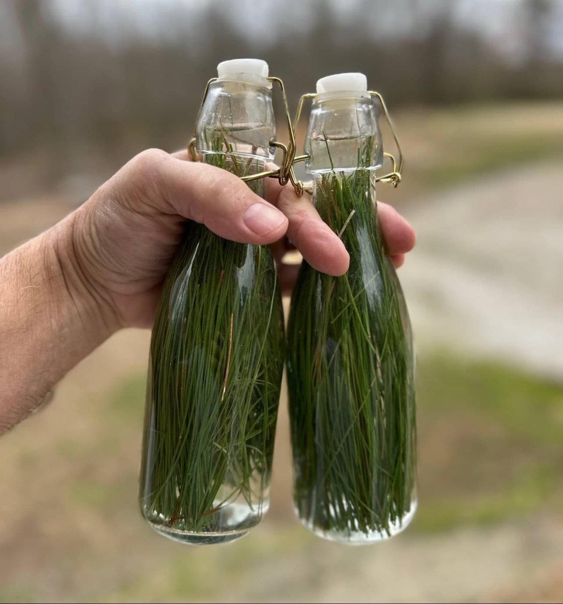 Liberty_Xtreme's tweet image. Did you know you could make a soft drink from pine needles?

They have a natural yeast in them and only need sugar added and clean water so the yeast can swim around and start doing their fermentation thing.

So go get you a couple pop top bottles.

Insert the pine needles that…