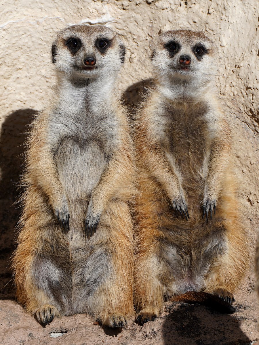 くまDX (@kuma0124dx) / X