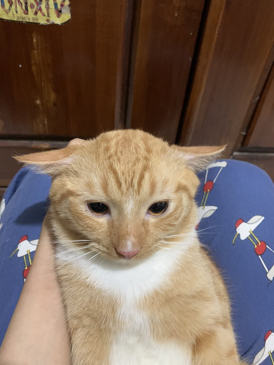 Sam 🦖 tweet media