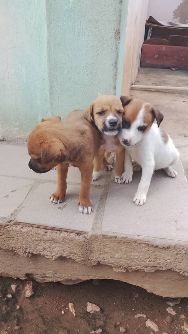 MargaritaPets's tweet photo. Cachorros de mes y medio en adopción. Se entregan desparasitados. Están en Brisas de Los Millanes, Municipio Marcano #islademargarita https://t.co/7XCS4Pwv1Y